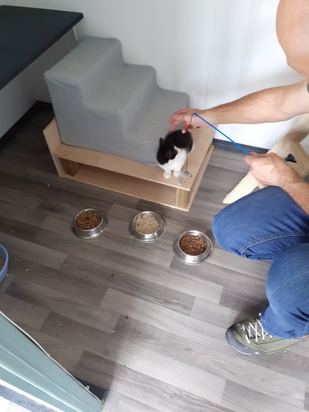 New kitten dilemma