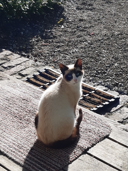 Finding homes for cats - please help me?!