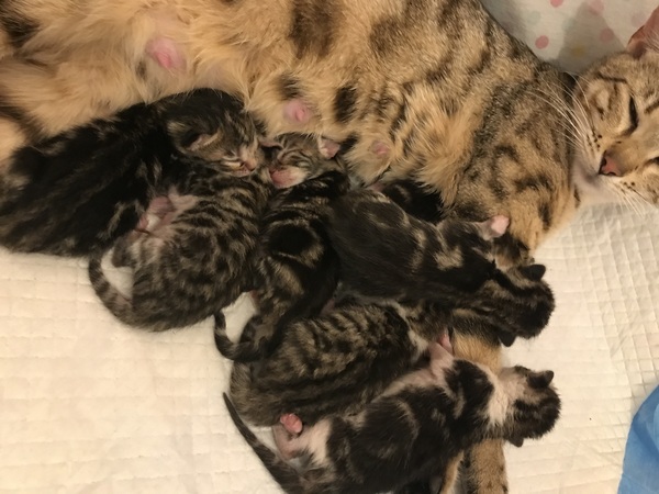 Newborn kittens arrived today!
