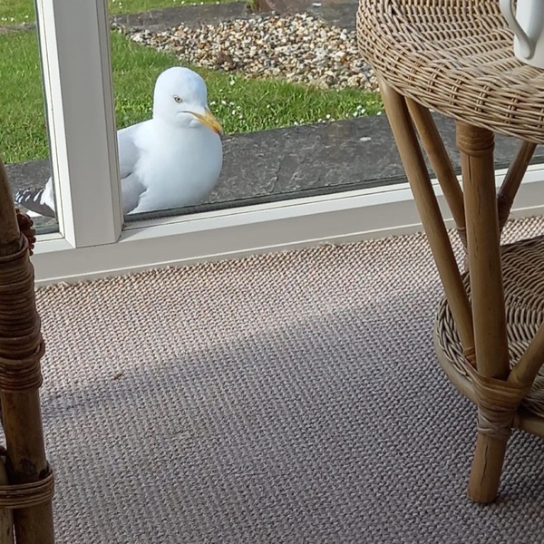 There's a gang keeping me prisoner in my own house.
