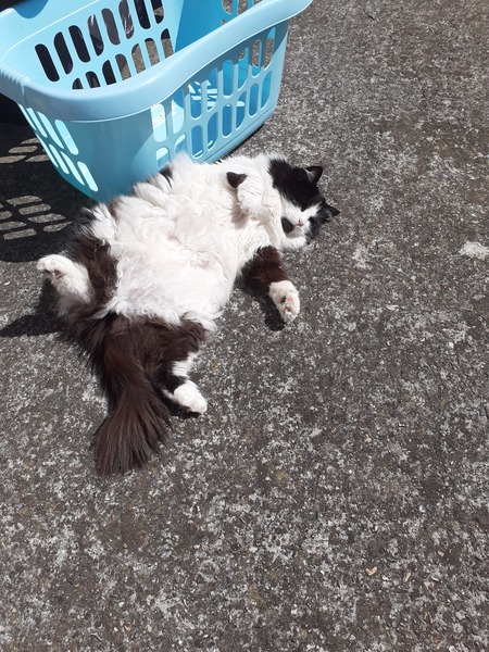 To think my cat is an ungrateful little furry thing