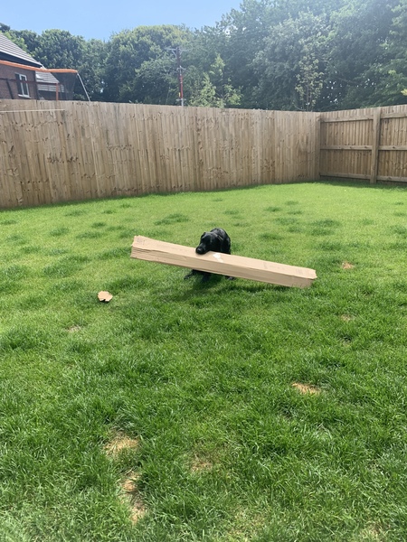 Puppy Survival Thread - June/July