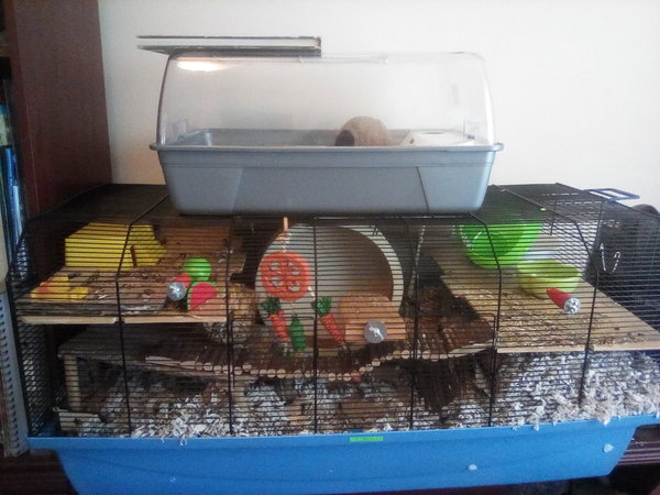 Best home for a determined hamster