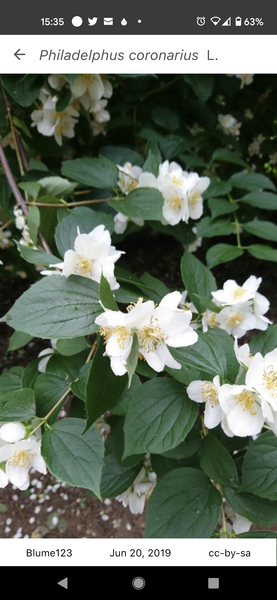 Please identify this shrub