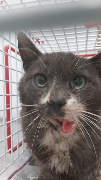 Cat Hit By A Car