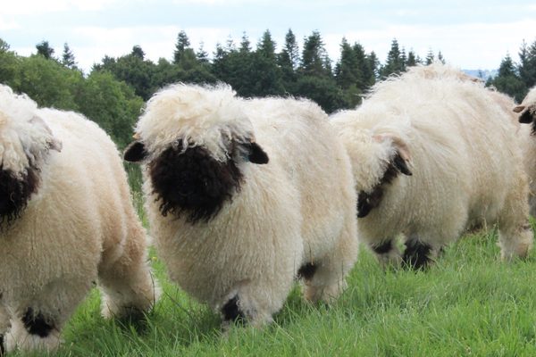 To think people crying ‘Freedom’ today are stupid sheep…