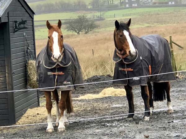 I dumped my BF and bought a horse (photo)