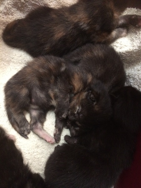 Kitten's age