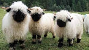 To think people crying ‘Freedom’ today are stupid sheep…