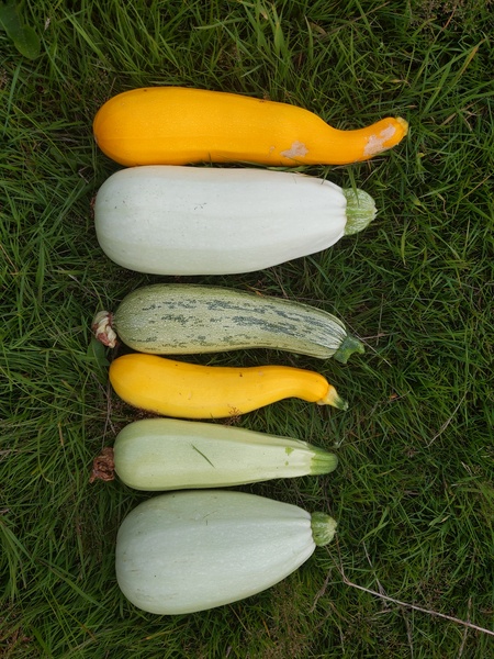 Allotment/Veg patch Thread 17 - onwards and upwards