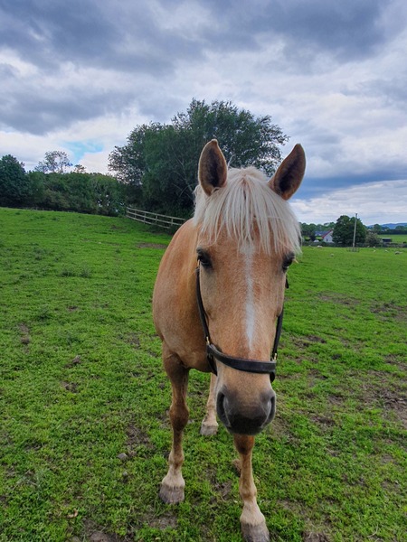 I dumped my BF and bought a horse (photo)