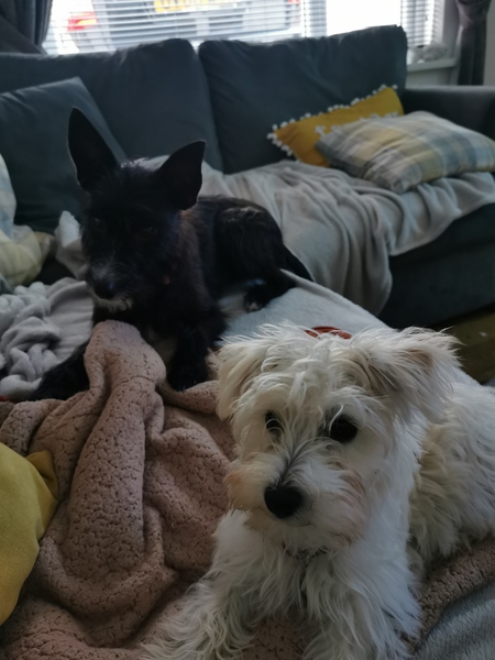 Puppy problems!