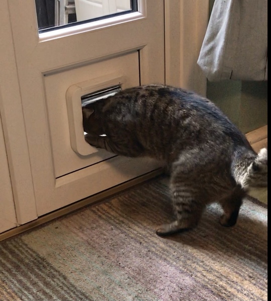 Cat flaps - help!
