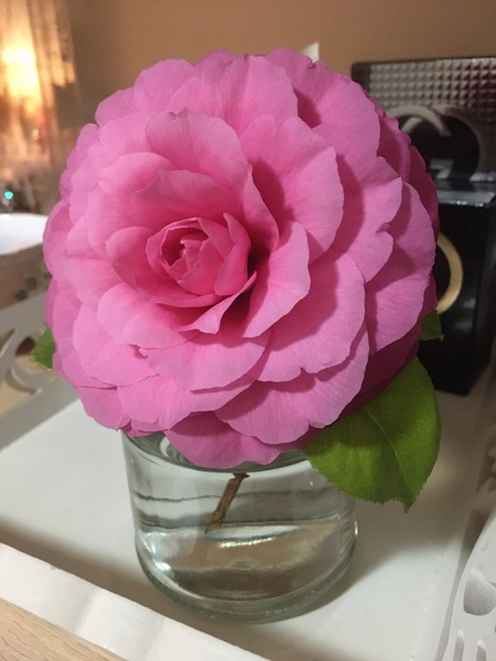 What is this flower?
