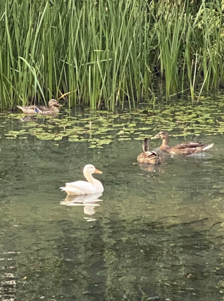 Duck Tales! (Still not what I expected to wake up to this morning)