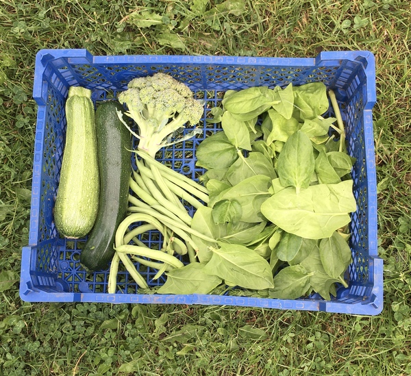 Allotment/Veg patch Thread 17 - onwards and upwards