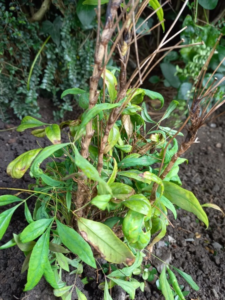 Plant ID please