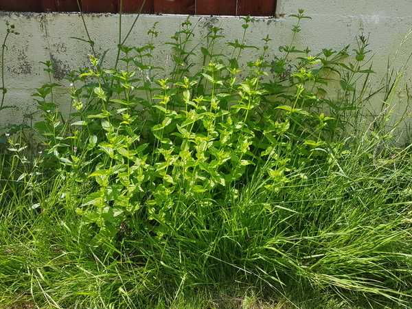 Please help me break my mint curse!