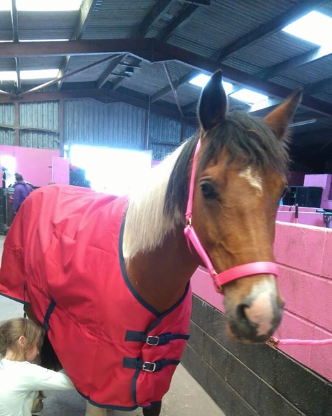 I dumped my BF and bought a horse (photo)