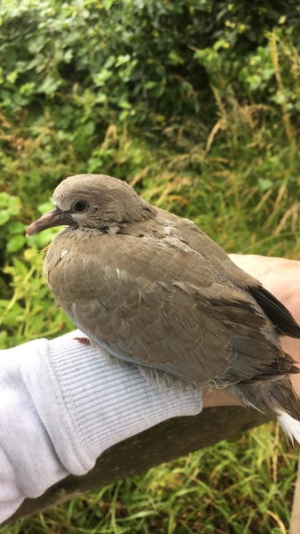 Duck Tales! (Still not what I expected to wake up to this morning)