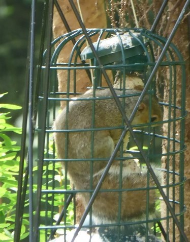 The never-ending search for the perfect bird feeder ...