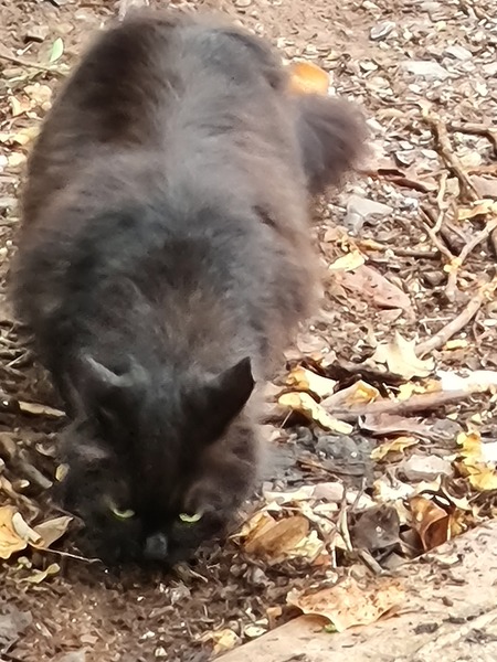 I think that 2 cats have been dumped in my garden