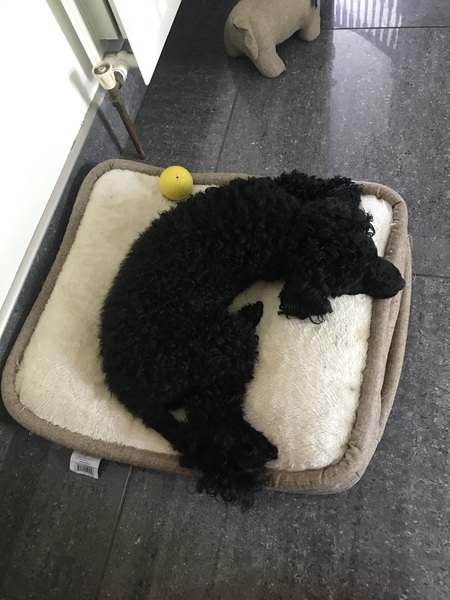 Are you walking your dog in this heat?