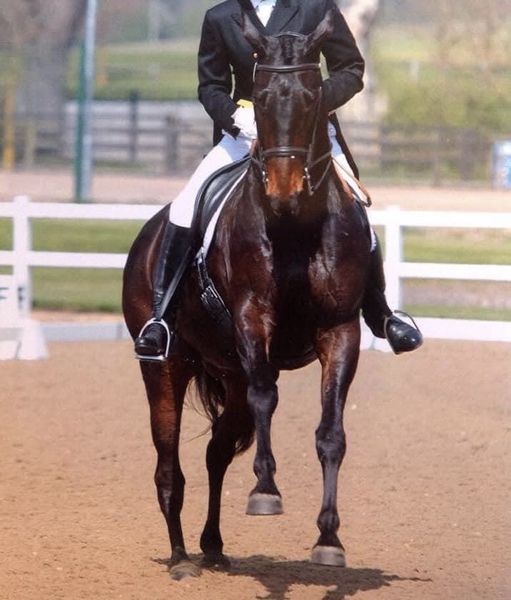 To wonder how the hell horses stand up