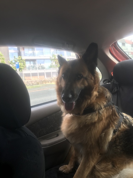 What's your dream breed?