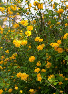 Please help me find what a plant is called.