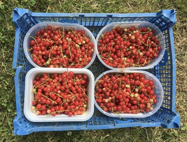 Allotment/Veg Patch Thread 16  Weather weirdness prevails !