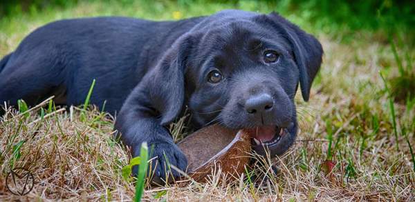Puppy Survival Thread - June/July