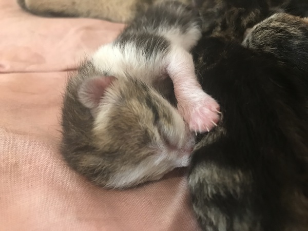 Newborn kittens arrived today!