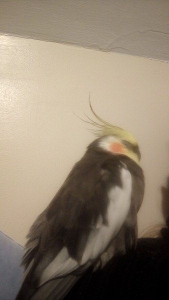Has anyone found a cockatiel in the High Wycombe/Princes Risborough area?