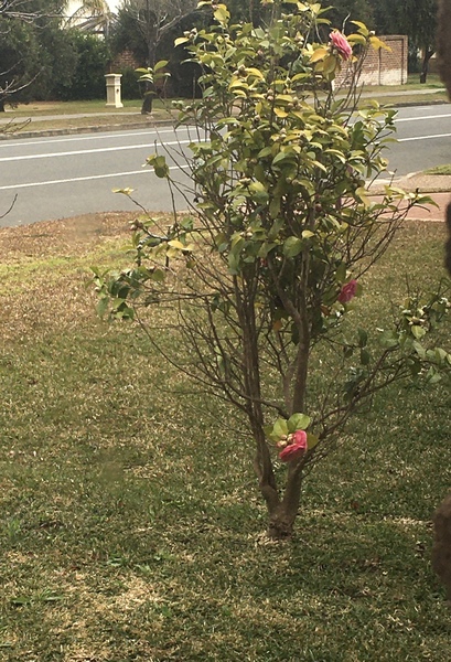 What is this flower?