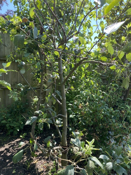 Anyone care to give me some fruit tree advice?