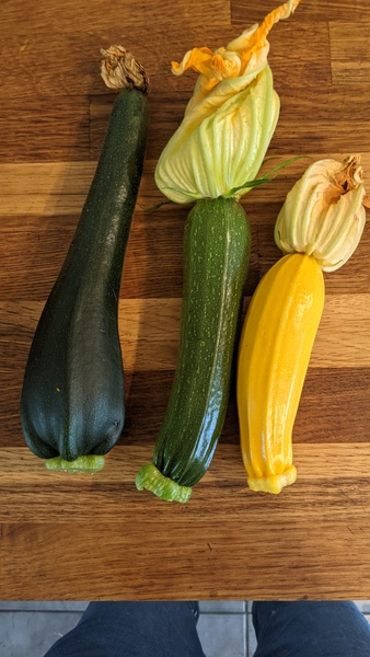Allotment/Veg patch Thread 17 - onwards and upwards