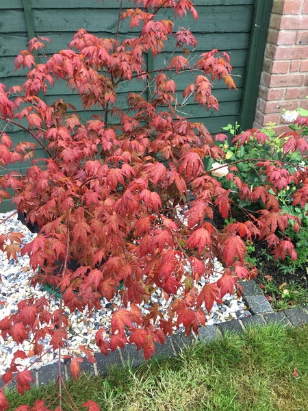 Acer - not looking too good.