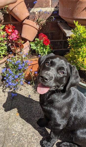 Puppy Survival Thread - June/July