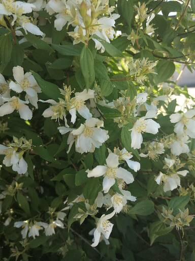 What plant is this??