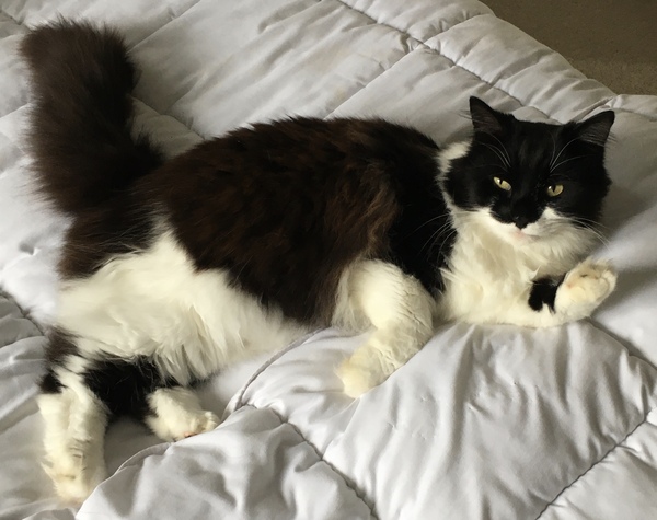 Chez Ollie - The Not My Cats of many colours edition - All welcome