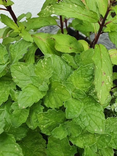 Please help me break my mint curse!