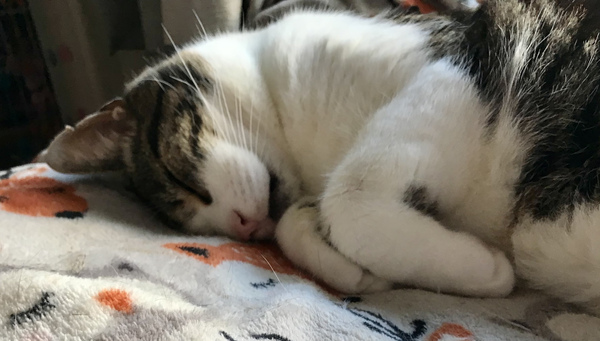 Chez Ollie - The Not My Cats of many colours edition - All welcome