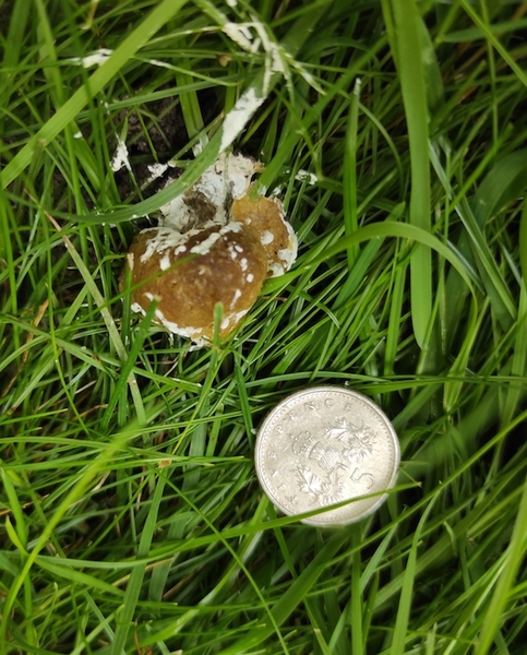 Who is pooing by my garden fence?