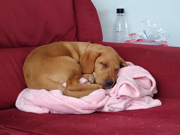 Puppy Survival Thread - June/July