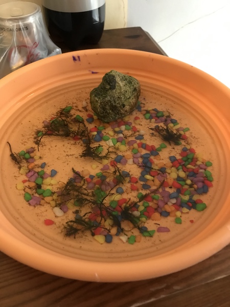Where is my tadpole?