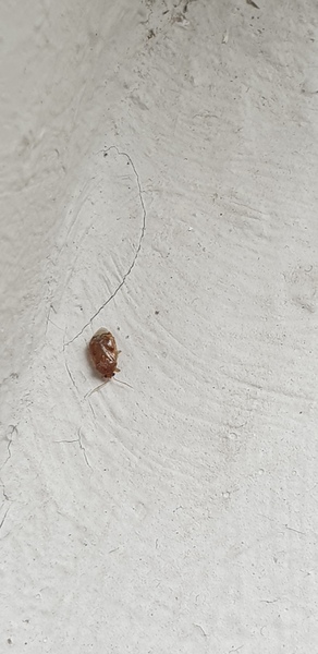 BED BUGS. HELP!!