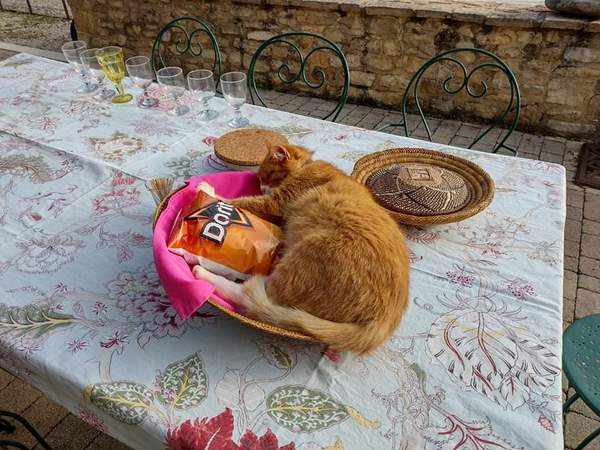 Thug cat part 4.  After all, it's not my Axminster.