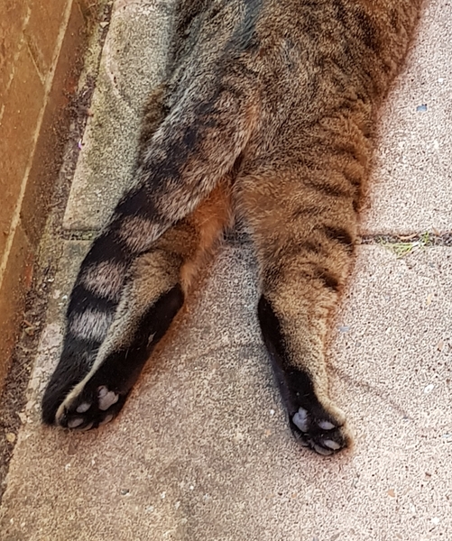 Thug cat part 4.  After all, it's not my Axminster.