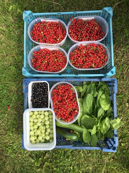 Allotment/Veg patch Thread 17 - onwards and upwards